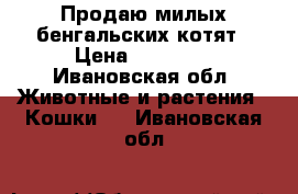 Продаю милых бенгальских котят › Цена ­ 11 000 - Ивановская обл. Животные и растения » Кошки   . Ивановская обл.